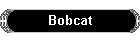 Bobcat